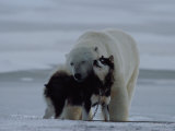 A Polar Bear (Ursus Maritimus) and a Husky Cuddle up to Each Other in the Snow Photographie par Norbert Rosing