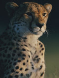 A Portrait of an African Cheetah Photographic Print by Chris Johns