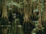 A Great Egret or Common Egret Stalks Fish in a Cypress Tree Swamp Fotografie-Druck von Farrell Grehan