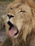 Male African Lion with its Mouth Wide Open Photographic Print by Joseph H. Bailey
