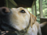 A Close View of a Yellow Labrador Retriever Photographic Print by Heather Perry