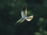 Raptor in Flight Photographic Print by Klaus Nigge