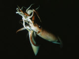 Pair of Giant Or Humboldt Squid in a Mating Embrace Photographic Print by Brian J. Skerry