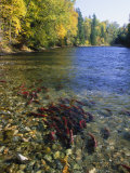 Red Salmon, Also Known as Sockeye Salmon, Swim in a Large Group Photographic Print by Paul Nicklen