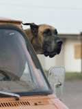 View of a Great Dane Sticking its Head out a Window of a Parked Car Photographic Print by Joseph H. Bailey