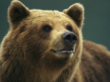 A Close View of the Face of a Brown Bear Lámina fotográfica por Klaus Nigge