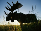 Un élan au milieu des herbes au crépuscule Photographie par Joel Sartore