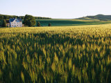 Skip Brown - Wheatfields Glowing in the Sun and a Farmhouse in the Distance - Fotografik Baskı Skip Brown - Wheatfields Glowing in the Sun and a Farmhouse in the Distance - Fotografik Baskı