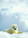 A Newborn Harp Seal Pup in a Thin White Coat Stares Directly at the Camera Photographic Print by Norbert Rosing