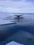A Greenland Right Whale Pops its Tail out of the Water Photographic Print by Paul Nicklen