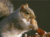 An Eastern Gray Squirrel Eats a Walnut Photographic Print by Chris Johns