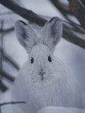 Snowshoe Hare with Big Ears Photographic Print by Michael S. Quinton