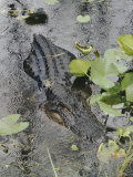 A Close-up of an American Alligator That is Partially Submerged Among Algae and Water Lilies Photographic Print by Joseph H. Bailey