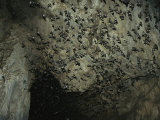 Thousands of Wrinkled-Lipped Bats Exiting a Cave at Dusk Photographic Print