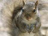 A Gray Squirrel Holds a Seed it is Feeding on in its Front Paws Photographic Print by Maria Stenzel