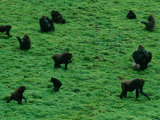 Elevated View of Lowland Gorillas (Gorilla Gorilla Gorilla) Foraging in the Bai Photographic Print by Michael Nichols