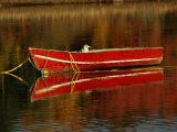 A Gull Rests on an Old Rowboat Photographic Print by Raymond Gehman