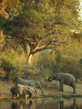 African Elephants at a Water Hole Photographic Print by Beverly Joubert