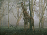 A Giraffe Stands in the Early Morning Mist Photographic Print by Chris Johns