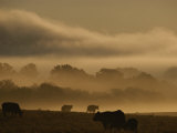 Cows are Silhouetted in a Field against Fog-Covered Trees at Dawn Photographie par Sam Kittner