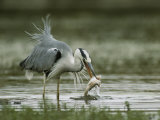 Gray Heron with a Freshly Caught Fish in its Mouth Photographic Print by Klaus Nigge