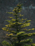 Spruce Tree Along Skyline Drive Photographic Print by Raymond Gehman