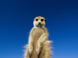 Insect Remains Hang on the Lips of a Meerkat Fotoprint van Mattias Klum Insect Remains Hang on the Lips of a Meerkat Fotoprint van Mattias Klum
