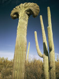 Saguaro Cacti Near Tucson Photographie par Walter Meayers Edwards