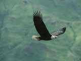 American Bald Eagle in Flight Photographie par Tom Murphy