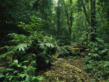 Lush Woodland View in Papua New Guinea Photographic Print by Klaus Nigge