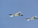 A Pair of Japanese or Red Crowned Cranes in Flight Photographic Print by Tim Laman