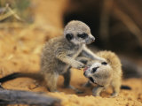 A pair of four-week-old meerkat pups romp near their burrow Lámina fotográfica por Mattias Klum A pair of four-week-old meerkat pups romp near their burrow Lámina fotográfica por Mattias Klum