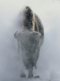 Ghostly Bison in Steam During Winter, Yellowstone National Park Fotografisk tryk af Norbert Rosing Ghostly Bison in Steam During Winter, Yellowstone National Park Fotografisk tryk af Norbert Rosing