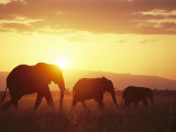 A Family of African Elephants Walk at Twilight Photographic Print by Roy Toft