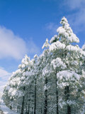 Snow-Covered Trees, Coconino National Forest, Arizona Photographic Print by Rich Reid