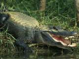 American Alligator on Floridas Gulf Coast Reprodukcja zdjęcia autor Klaus Nigge