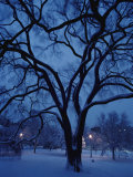 Huge Snow-Covered Tree in Boston Common, the Oldest Public Park in the United States Photographic Print by Medford Taylor
