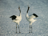 A Pair of Japanese or Red Crowned Cranes Engage in a Courtship Dance Lámina fotográfica