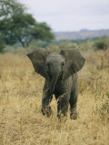 A Juvenile African Elephant Takes a Walk Photographic Print by Roy Toft