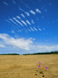 A View of Wildflowers in a Field Outside of Carnarvon, Near the Gascoyne River Photographic Print by Bill Ellzey