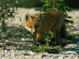 Juvenile Red Fox Photographic Print by Norbert Rosing
