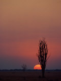 Sunset over the African Plain Photographic Print by Beverly Joubert