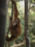 A young orangutan climbs a tree at an orangutan rehabilitation center Lámina fotográfica por Michael Nichols