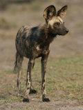 An African Wild Dog in Chobe National Park Photographic Print by Beverly Joubert