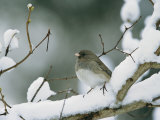 A Female Dark-Eyed Junco on a Snow-Covered Branch Photographie par Tim Laman