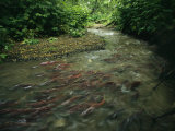 A School of Salmon Migrating to Spawning Grounds Photographic Print by Klaus Nigge