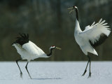 A Pair of Japanese or Red Crowned Cranes Engage in a Courtship Dance Lámina fotográfica