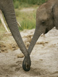 A Juvenile African Elephant Joins Trunks with its Parent Photographic Print by Roy Toft