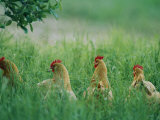 Four Buff Orpington Hens in Tall Grass Photographic Print by Joel Sartore