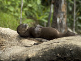 Giant River Otter Rests on a Log at Lake Balbina Impressão fotográfica por Nicole Duplaix Giant River Otter Rests on a Log at Lake Balbina Impressão fotográfica por Nicole Duplaix